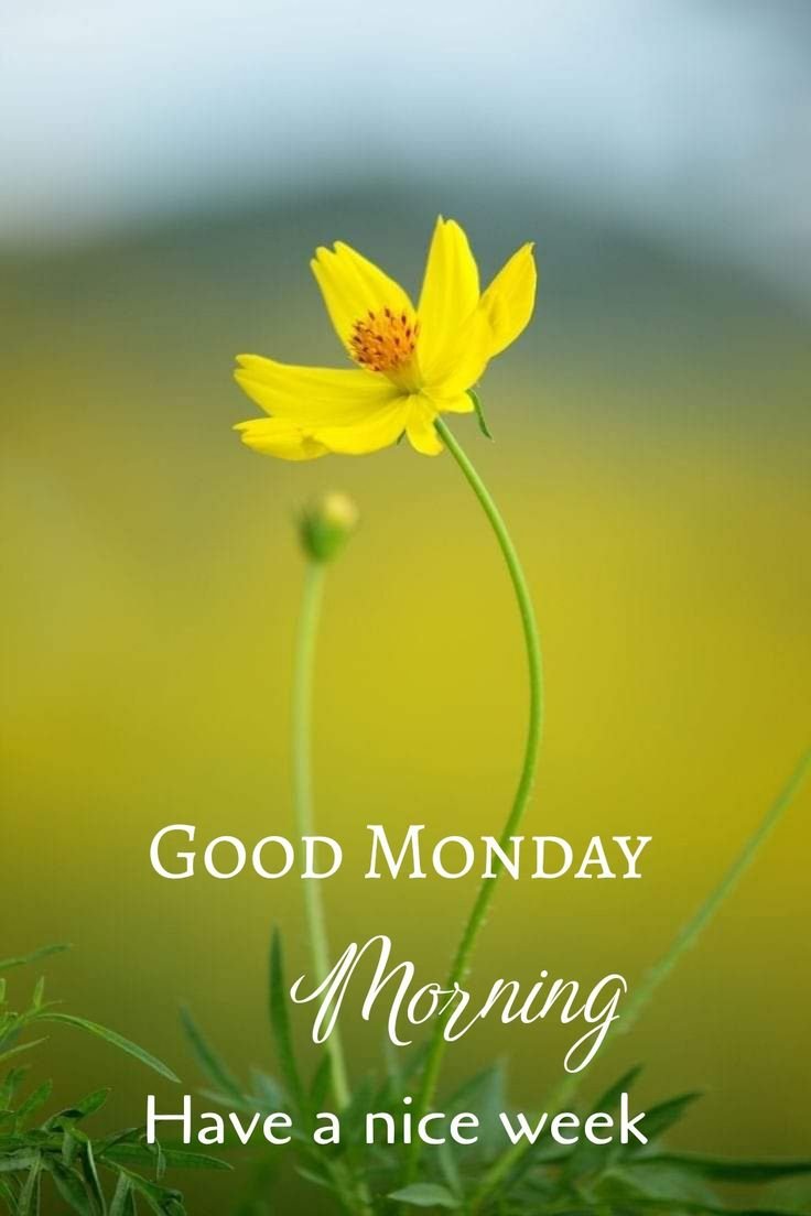 Good Monday Morning Have A Nice Day Status