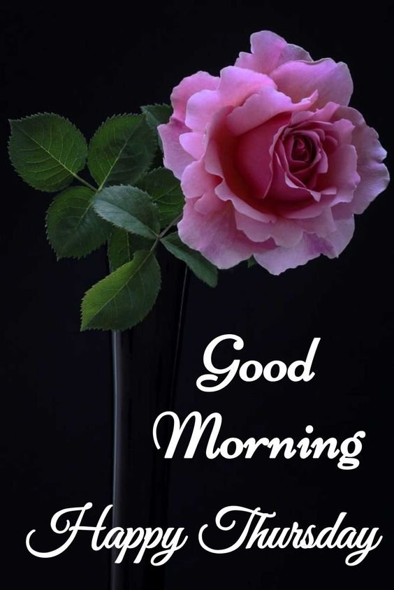 Good Morning Happy Thursday With Pink Rose Status