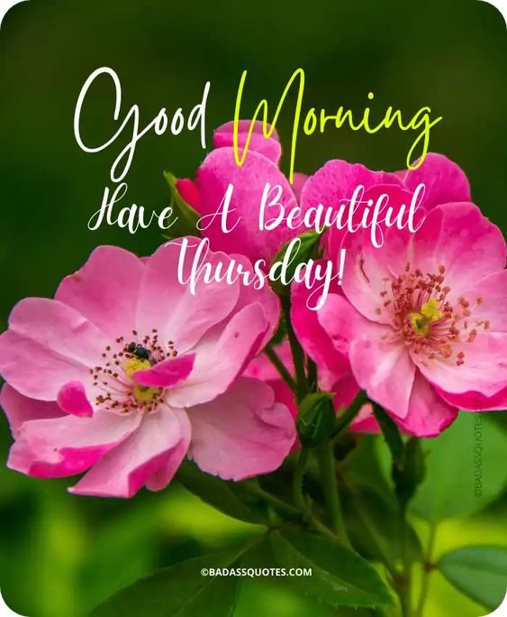 Good Morning Have A Beautiful Thursday Status