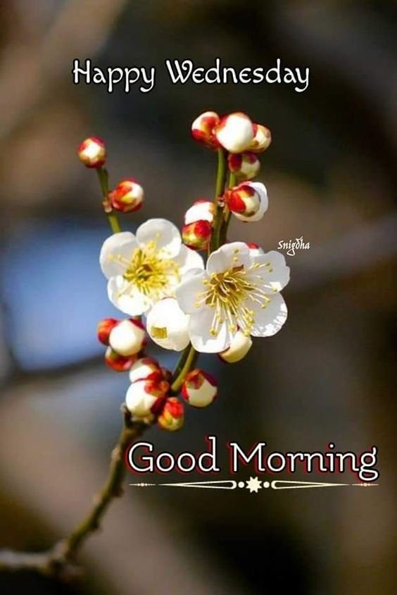 Good Morning Wishes Wednesday Images - Good Morning Pictures