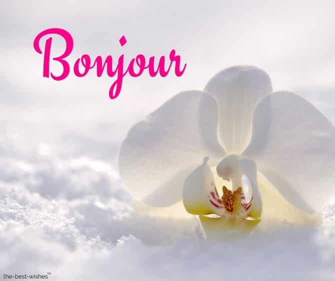 Good Morning In French With A White Flower Picture