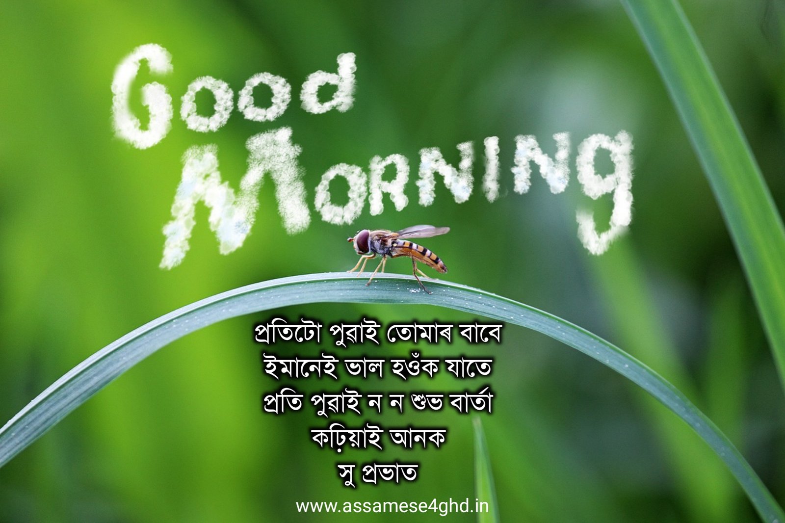 Morning Assamese Picture