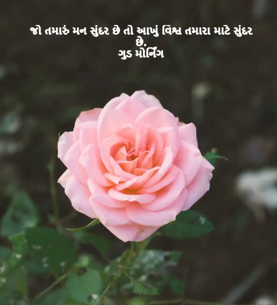 Pink Rose Gujarati Good Morning