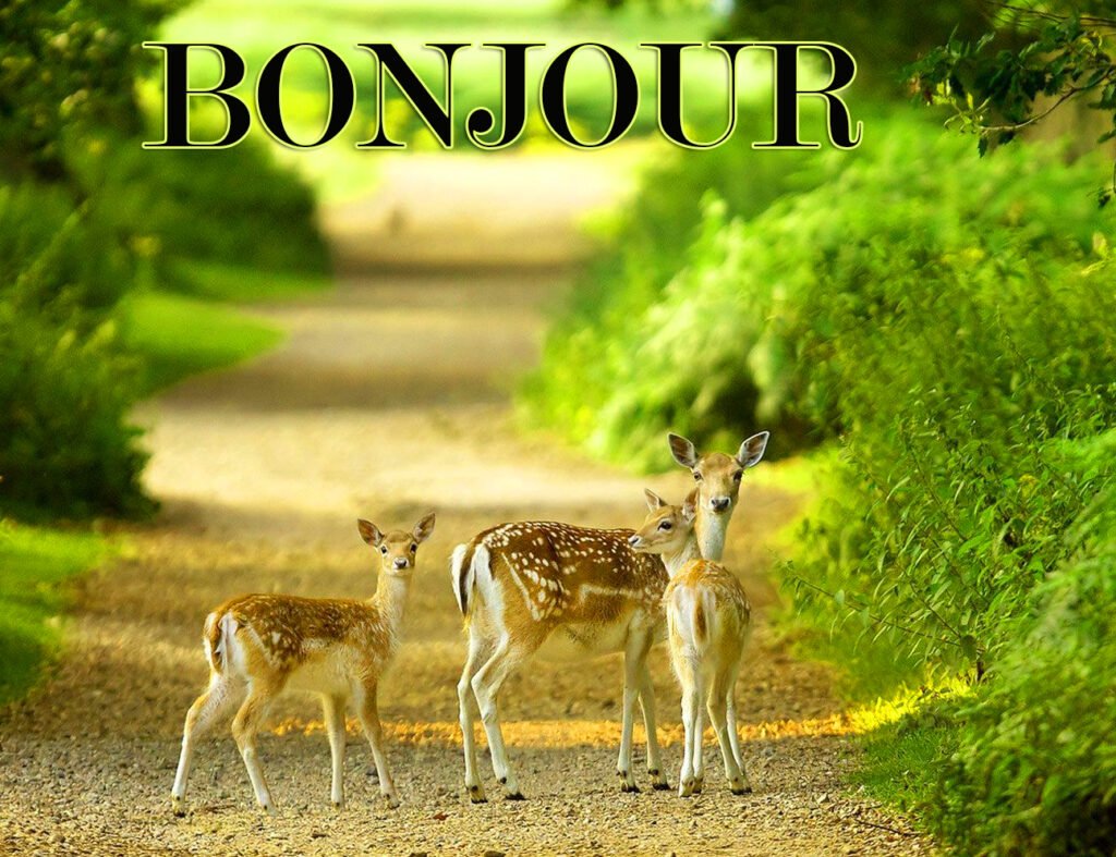 Wonderful Bonjour Image